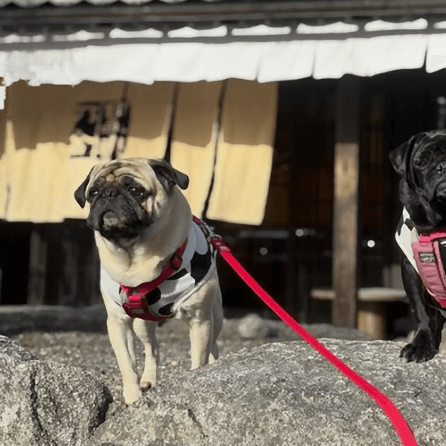 2頭そろってお出かけ（画像提供：とこたんさん）