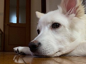 よし、今日もいっぱい遊んだぞ　満足げなミックス犬「クルト」