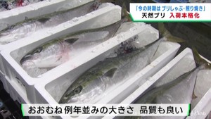 天然ブリの入荷が本格化　試食イベントも　仙台市中央卸売市場