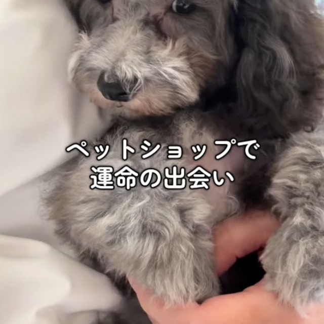 ペットショップで運命の出会いを果たした子犬のアム／阪田さん（@ten_kun.s）提供