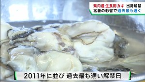 宮城県産生食用カキの出荷が解禁　猛暑で最も遅い解禁　前年より１割高値