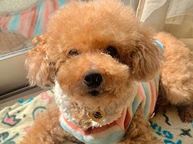 甘え下手だけどすごく甘えん坊　表情豊かなトイプードル「ハル」