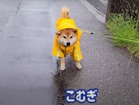 帰宅直前にまたこむぎくんが…！（「シヴァ犬こむぎっす　豆シヴァわらび」さん提供、YouTubeよりキャプチャ撮影）