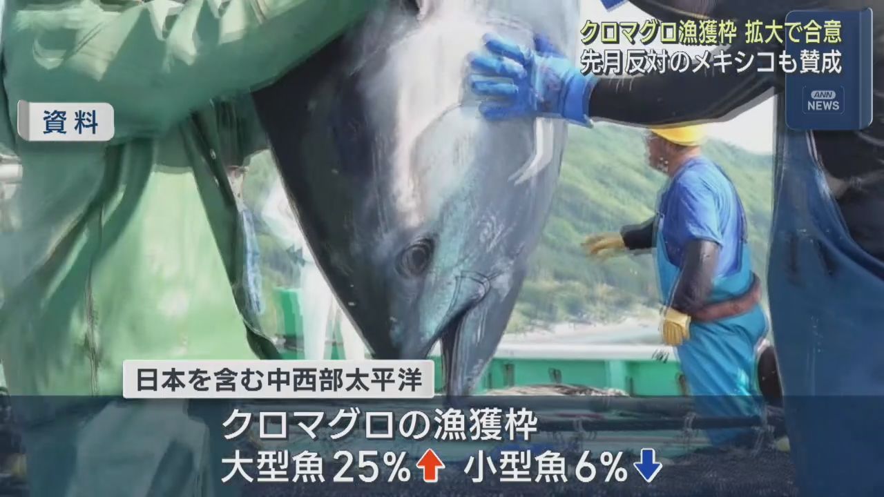 クロマグロの漁獲枠　国際会議で日本が提案していた拡大で合意
