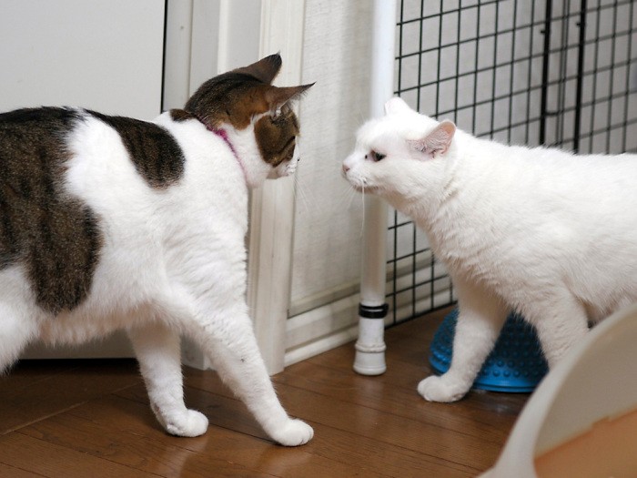 家のボス的存在、トラにごあいさつ　扶桑社/(C)太田康介