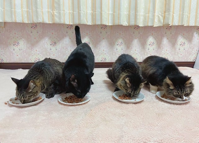 仲良し猫家族♡右端はイチゴとアップルのママ「ピーチ」ちゃん（提供）
