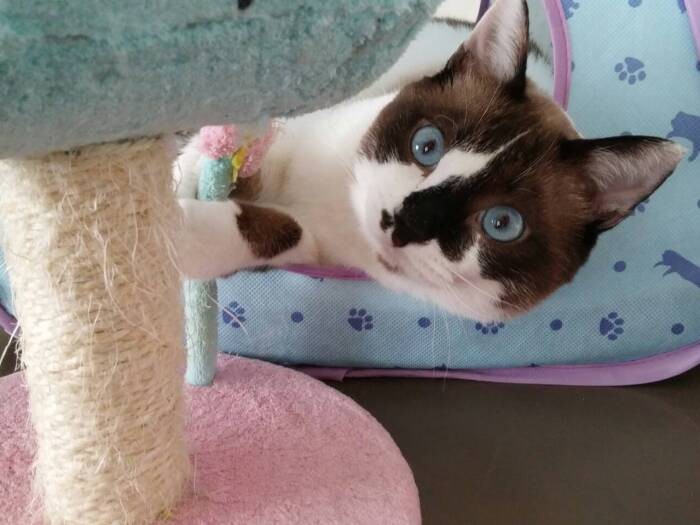 保護後のサムライ。保護時は推定3歳で、ヘルバ園で２年過ごした後、「白血病、エイズのキャリアでもぜひ」と新たな家族に迎えられた。その後白血病を発症して７歳で旅立ったが、たくさん愛された（亜妃さん提供）