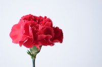 カーネーション　※写真はイメージ（satsuki/stock.adobe.com）
