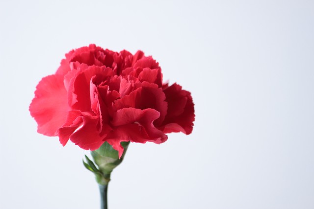 カーネーション　※写真はイメージ（satsuki/stock.adobe.com）