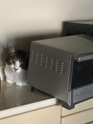 家にきたころの「ゴヤール」