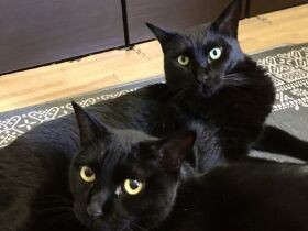 ２匹の黒猫兄弟を迎えたカップル　トイレ問題や病気を乗り越え「とにかく可愛い」