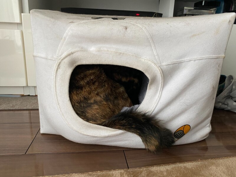 「案外、居心地いいにゃん」（辻さん提供）