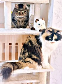 同居猫とキャットタワーに登るタマちゃん（画像提供：Ari Mayaさん）