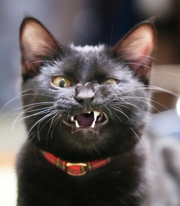 子猫時代、お口を開くつくねちゃん（画像提供：黒猫つくねちゃん太しっぽさん）