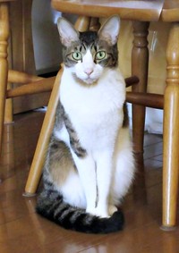 大きな耳、長い手足、しなやかな体つきが魅力的なくうちゃん（画像提供：Ｙさん）