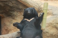 月の輪もまん丸お腹もご立派なツキノワグマの「タケ」。ダイエット効果はきっとこれから明らかになることでしょう