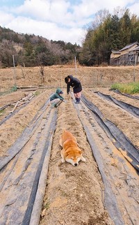 畑で寝そべる柴犬の姿がほほ笑ましい…（@farm_docan）提供