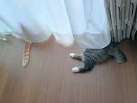 窓辺で外の世界を楽しむチョロすけくん（左）と、まめたろくん（右）（画像提供：まめたろさん）