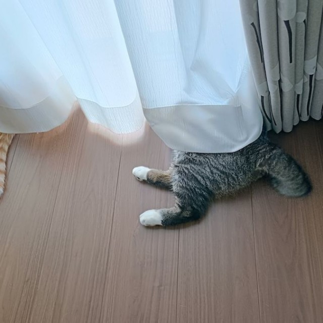 窓辺で外の世界を楽しむチョロすけくん（左）と、まめたろくん（右）（画像提供：まめたろさん）