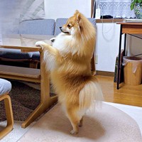 少食だけれど、大きく成長したもんたくん（画像提供：もんたさん）