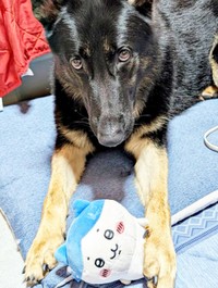 ぬいぐるみで遊ぶカムイくん（画像提供：ばいぱー viper__503 避難所さん）