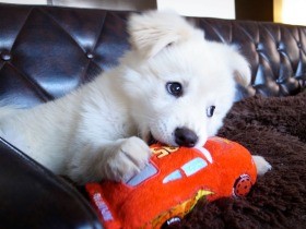 愛犬がよく何かをくわえて逃げる、これってどういう意味？　飼い主ができる対処方法