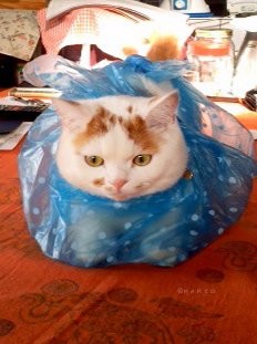 ピザだ、鏡餅だ、いやニャンコだ…ふっくら猫さんが話題 「かなりの