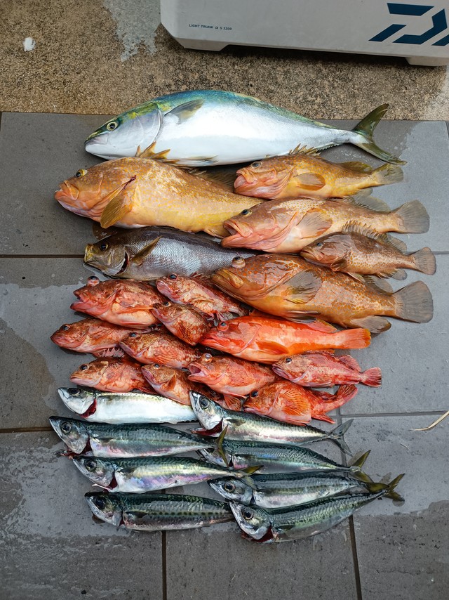 別日の釣果。クーラーボックスが満タンになるほど大量に釣れる日も／Oi Ryojiさん（@ryoji.oi）提供