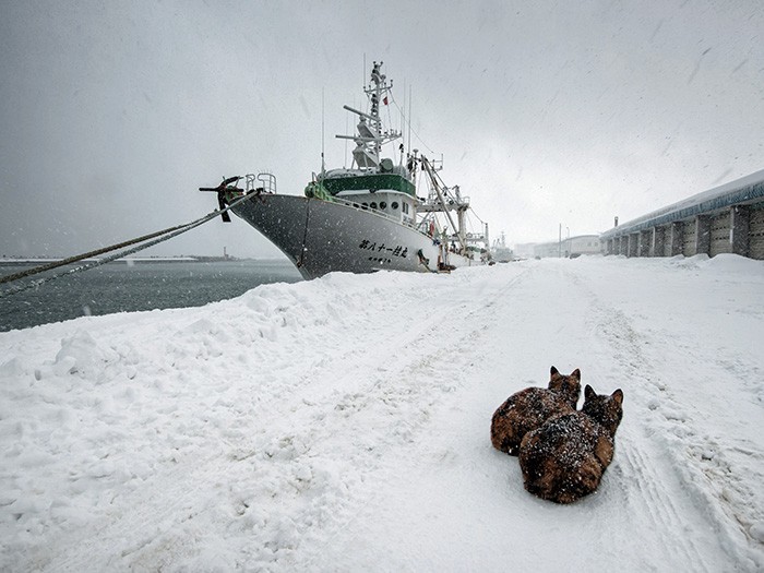 お魚好きのニラミケさんは釣り人待ち。それに付き合う太陽ちゃん。「今日は釣りのおじさん、来ないと思うの」