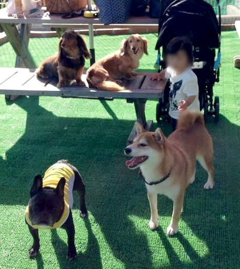 幼なじみ犬たちと。本当にお友達がいっぱい