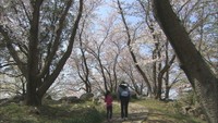 （資料）紫雲出山の桜　香川・三豊市