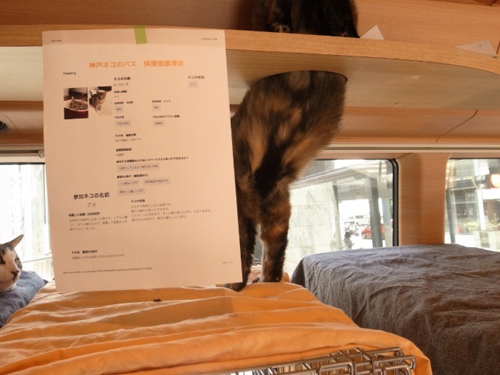 活発なサビ猫、キャットウォークがお気に入り