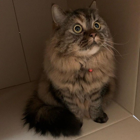 びっくりするコロン