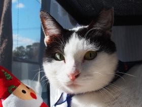 事故で大けがの猫、募金で手術　家でしあわせなクリスマス   