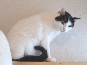 あえて譲渡されにくい猫を引き取る　保護団体スタッフの選択