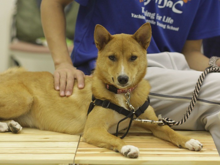 ゴミ捨て場に捨てられていたイヴは、幸せな家庭犬になった