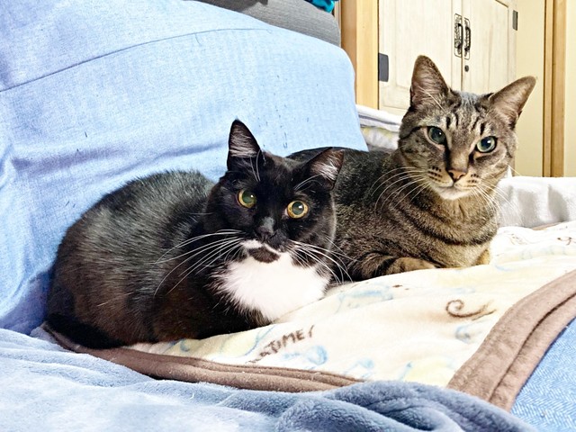 仲良くまったり過ごす（左から）同居猫の蓮くん、ママちゃん（画像提供：うにねこさん）