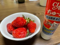 イチゴの横におかれた練乳…じゃなくてちゅーるでした（るーさん提供）