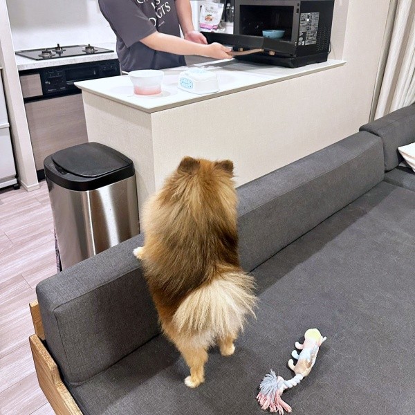 ご飯の準備をじっと見守るミルモくん（画像提供：ミルモとポン！さん）