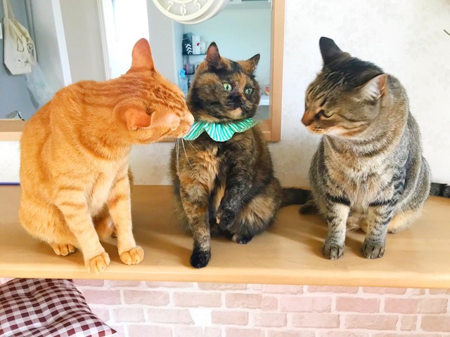 「食べたんだよな」、「はあ？何も食べていません」=ゆあ＠ライターさん（@yunc24291）提供
