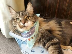 おやつの前はお皿の前にお行儀よく座って待つ　お利口さんのメインクーン「トム」