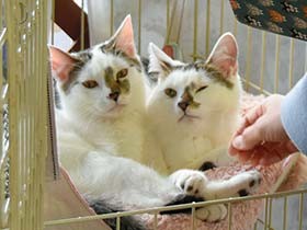 ご縁はあるかニャ？　ニャンニャンの日に保護犬猫の譲渡会