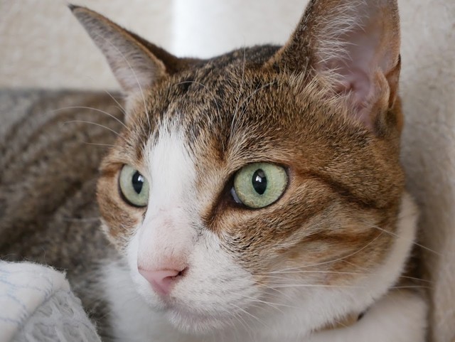 荒堀さん愛猫（提供）