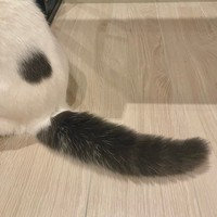 テンションマックスになると尻尾が膨らむ＝立ち耳スコのフクさん（@fukuneko_47）提供