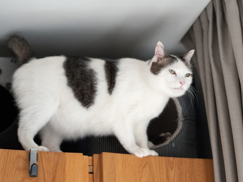 3匹目の子猫を迎えた初日 いつもは動じない先住猫が鬼の形相で 3匹目の子猫を迎えた初日 いつもは動じない先住猫が鬼の形相で