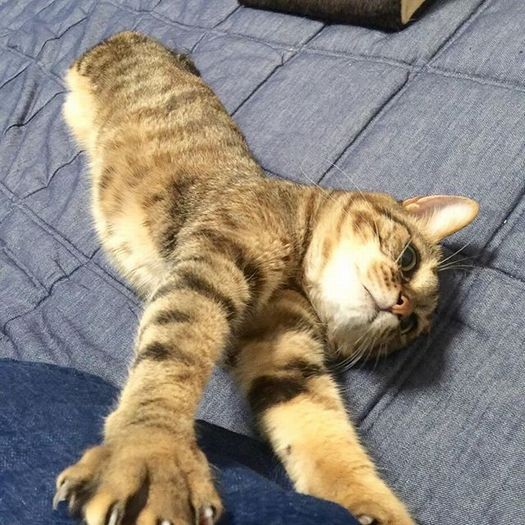 機嫌がよい時は伸び～をしていました