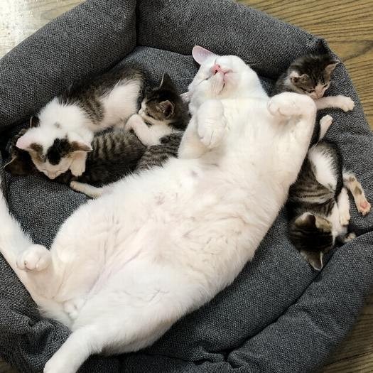 先住猫シロも、預かりボランティアの一員(孝枝さん提供)