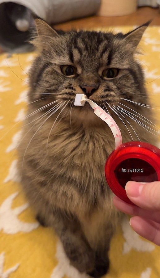 最近のお気に入り「裁縫用メジャー」を見つめるチロルくん（提供：チロルさん @tirol1012）