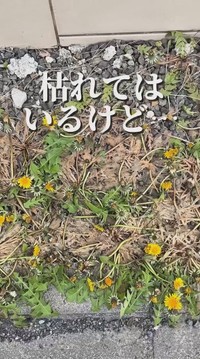 熱湯がかかった箇所が枯れている／こばさん提供