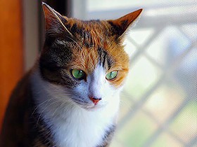 まん丸目の三毛猫「六未」　甘え上手で、ボール遊び大好き